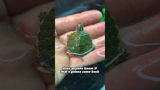 My turtles grew A LOT