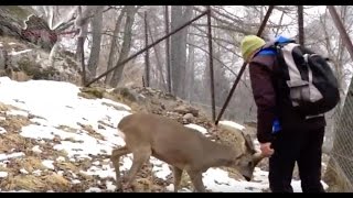 LA FAUNA ALPINA DEL PARCO NAZIONALE DELLO STELVIO AL CENTRO FAUNISTICO DI PEIO