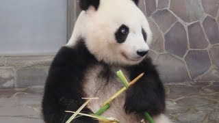 タンタンがタイヤに座る姿が似合っていると気づいた日🐼 これからも元気で過ごせるように祈っています🐼 #4KUPCONVERT #王子動物園