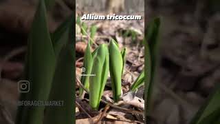 Spring Alliums (oniony-garlicky plants!)