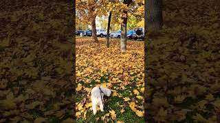 #doglover #cutedog #autumn #bichon