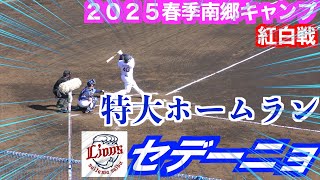 セデーニョ特大ホームラン！埼玉西武ライオンズ紅白戦【２０２５春季南郷キャンプ】