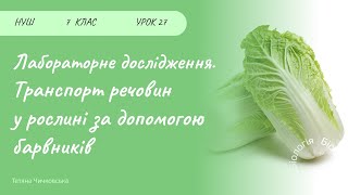 Лабораторне дослідження. Транспорт речовин у рослині за допомогою барвників