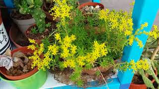 My sedum rupestrs angelina succulent in lovely yellow blooms