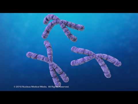 What happens after the nucleus divides?