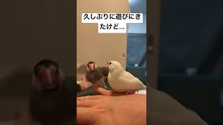 ダイナミックにケンカする文鳥ズ☆Java Sparrow Azuki and Milky.