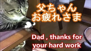 [猫動画]猫達のお帰りが嬉しいが事件は起こった！　The incident occurred while the cats were greeting #207