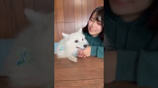 なんでも真似っこする愛犬が可愛すぎる #dog #shorts