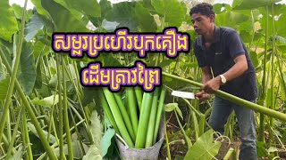 សម្លរប្រហើរបុកគ្រឿដើមត្រាវព្រៃWild soup hits the forest