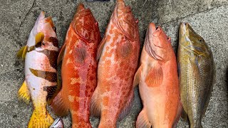 【スジアラ】生きたオジサンを使って高級魚スジアラを狙う！