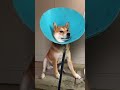 初めてのエリザベスカラーで困惑しすぎて距離感分かってない柴犬