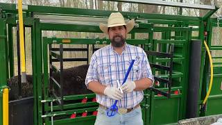 Cattle synchronization Step 1