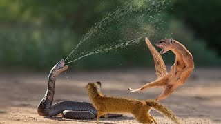 Ona Pambano Nyoka KING COBRA VS MONGOOSE NGUCHIRO Walibatuana Balaa LION VS PANGOLIN Simba Na Pangol