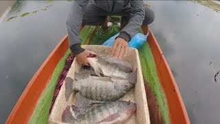 หมานเกินปลานิลตัวใหญ่เต็มถังเลย || ໝານຫຼາຍປານິນໂຕໃຫຍ່ເຕັມຖັງເລີຍ