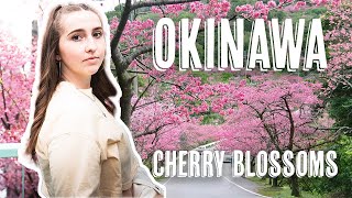 Our First Cherry Blossom Season in Okinawa Japan 🇯🇵 | Mount Yaedake 八重岳