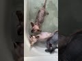 Three sphynx cats line up to get out of bath