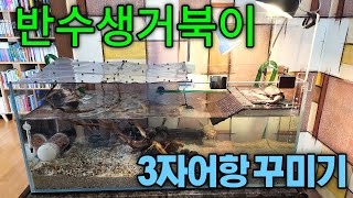 반수생거북이 3자어항 꾸미기! - 레이저백머스크, 커먼머스크 1년8개월만에 새 집으로 이사가다! ^^