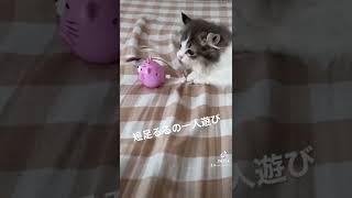 【子猫】おもちゃで遊ぶ短足ねこちゃん