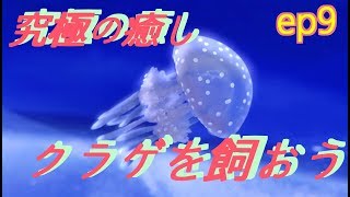 究極の癒し～クラゲを飼おう～【ep9】