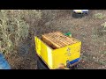 second honey harvest and treatment in wickers.