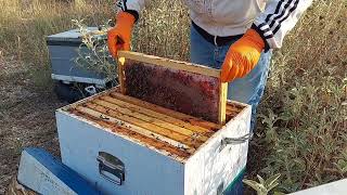 Second Honey harvest and treatment in Wickers.