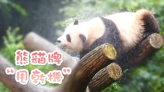 《熊貓主題趴》大熊貓一甩，渾身的肉都飛了起來~ | iPanda熊貓頻道