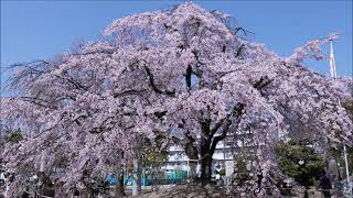 観音神社のしだれ桜（広島市佐伯区）