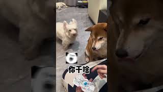 【你的陳比方】今天讓陳八方給我氣迷糊了！ 大家說該不該打#pets #柴犬#搞笑#萌寵#萌寵#shorts