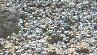 Dry Snails Shells in a Desert - Free Royalty Footage