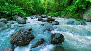 Mountain stream flowing, Forest river stream, Flowing water, white noise for sleeping