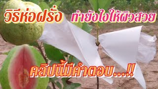 สูตรเด็ดเกร็ดความรู้ วิธีห่อฝรั่งกิมจู และฝรั่งไส้แดง ให้ผลสวยง่ายๆ