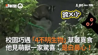 他漫步校園遇「不明生物」草叢覓食...仔細看竟是白鼻心｜野生動物｜動保