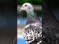 Pigeon sounds ❤️