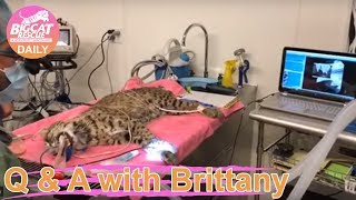 Big Cat Vets~ Ariel bobcat 1.10.2019