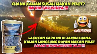 Lakukan cara ini‼️cara melatih ikan chana maru makan pelet | gampang banget‼️