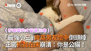 貓小三爽窩男友懷中　正宮抓姦在床：你是公貓｜寵物｜主子｜撒嬌