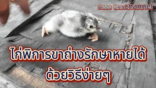 ไก่ขาถ่าง ไก่พิการแต่กำเนิด ไก่ยืนไม่ขึ้น ต้องใช้วิธีนี้ หาย 100 %