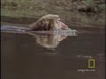 snow monkeys national geographic