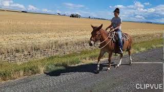 Aug 2023 Henry 8 year old John mule. riding in kids camp.