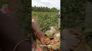 COTTON FARM| പഞ്ഞി കൃഷി കാണാം|#shorts #ytshorts #viral #watchngrasp #farming #cottonfarming