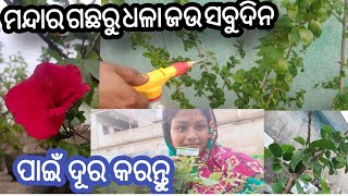 ମାତ୍ର ଗୋଟେ ଥରକରେ ଦୂରେଇ ଯିବ ଜଉ ପୋକ @namitaskitchengarden9693