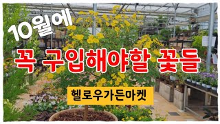 10월에 꼭 구입해야할 꽃들 #헬로우가든마켓 #식물소개 #식물키우기 #로즈샤넬제라늄 #사랑초 #꿩의비름 #용담 #팝콘베고니아 #나비수국 #카틀레아 #호접난 #가시없는꽃기린