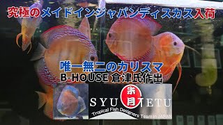 唯一無二のカリスマ。B-HOUSE倉津氏作出 朱月 入荷。究極のメイドインジャパンディスカスをご覧ください。