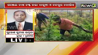 Koraput: Operation Green Clean in Lamtaput; Ganja Farming Destroyed