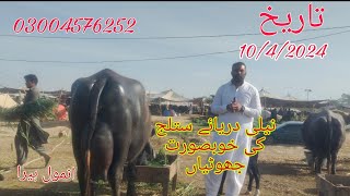 نیلی دریائے ستلج کی خوبصورت بھینس برائے فروخت رابطہ نمبر 03004576252 Okara Animal Tv 10/4/2024