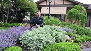 Find a Silver Lining (Artemisia) for Your Tricky Garden Spaces | Walters Gardens