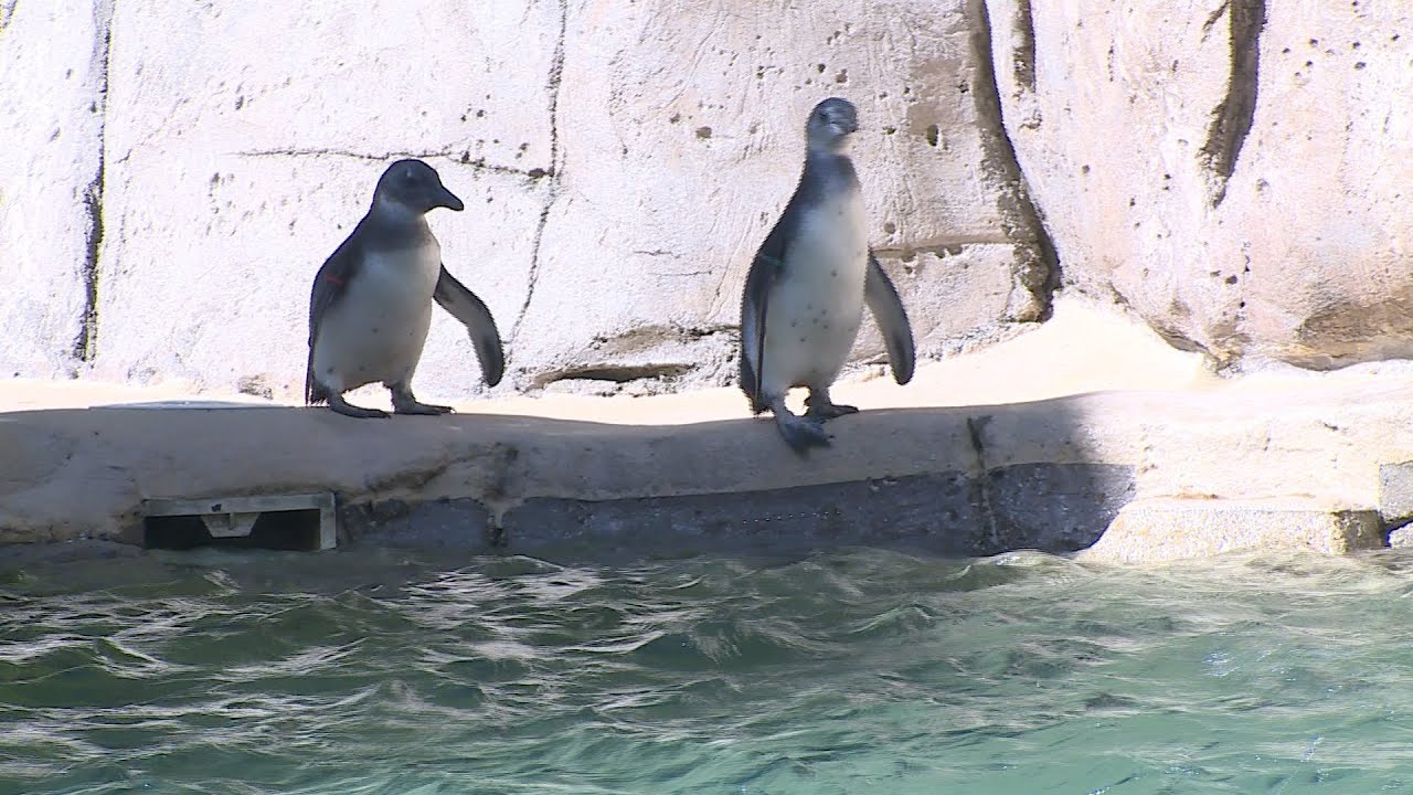 Penguin Babies Go On First Swim - YouTube