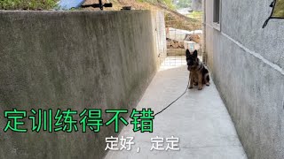 小德牧定训练得不错，主人不在身旁，乖乖定在那里等待