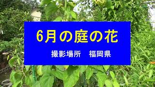 6月の庭の花 2021年