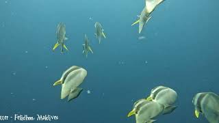 Did you know ? E1 Teira BatFish